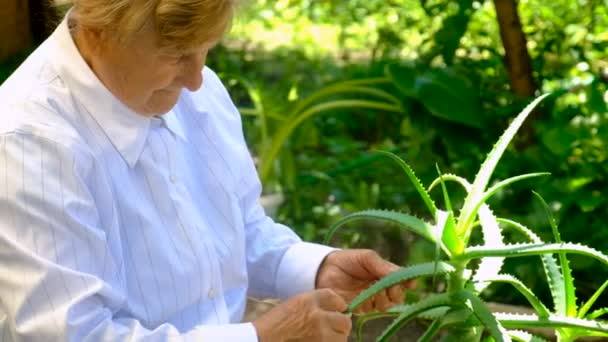 Una Anciana Trata Piel Con Aloe Vera Enfoque Selectivo Naturaleza — Vídeo de stock