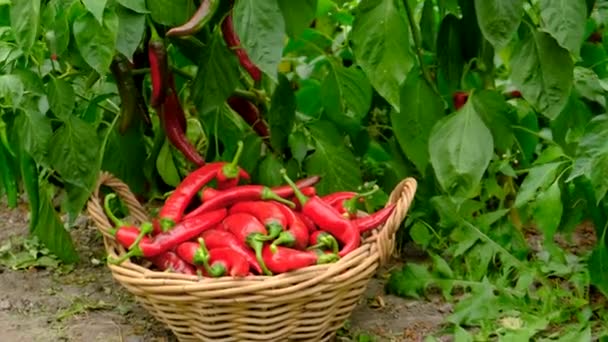 Урожай Перца Чили Ферме Выборочный Фокус Еда — стоковое видео