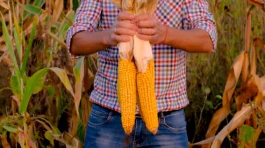 Çiftçi bir adam tarlada mısır topluyor. Seçici odaklanma. Yiyecek..