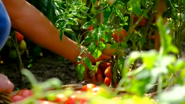 一位农民在花园里收割西红柿 有选择的重点 — 图库视频影像