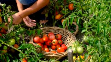 Çiftçi bir adam bahçede domates topluyor. Seçici odaklanma. Yiyecek..