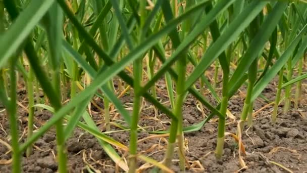 Σκόρδο Φυτρώνει Στον Κήπο Επιλεκτική Εστίαση Τρόφιμα — Αρχείο Βίντεο