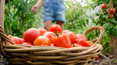 Bahçedeki bir çocuk domates topluyor. Seçici odaklanma. yiyecek.