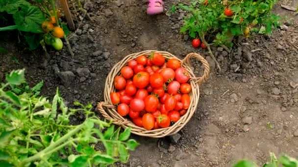 Dziecko Ogrodzie Zbiera Pomidory Wybiórcze Skupienie Żywność — Wideo stockowe
