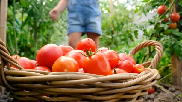 Child Garden Harvests Tomatoes Selective Focus Food — Stock Video