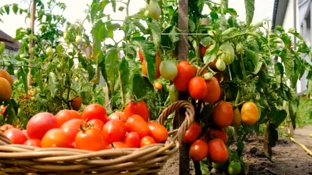 Tomato Harvest Garden Selective Focus Food — Stock Video