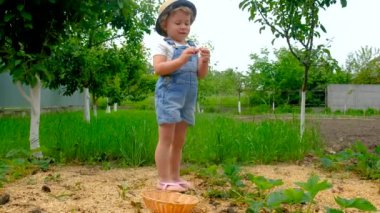 Bir çocuk bahçede çilek topluyor. Seçici odaklanma. yiyecek.