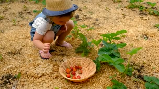 Дитина Вибирає Полуницю Саду Вибірковий Фокус Їжа — стокове відео