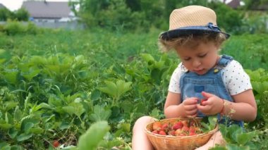 Bir çocuk bahçede çilek topluyor. Seçici odaklanma. yiyecek.