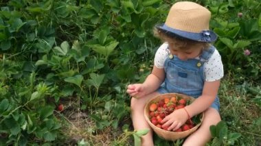 Bir çocuk bahçede çilek topluyor. Seçici odaklanma. yiyecek.