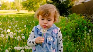 Bir çocuk tarlada karahindiba emiyor. Seçici odaklanma. çocuk.