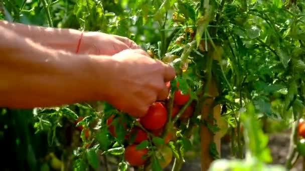 Een Boer Oogst Tomaten Tuin Selectieve Focus Voedsel — Stockvideo
