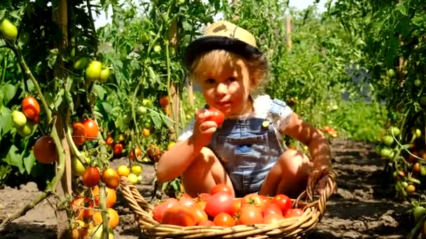Дитина Саду Збирає Помідори Вибірковий Фокус Їжа — стокове відео