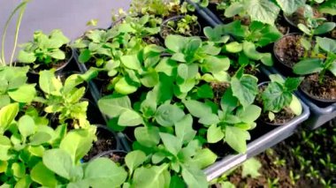 Serada yetişen çeşitli fideler. Seçici odaklanma. Doğa.