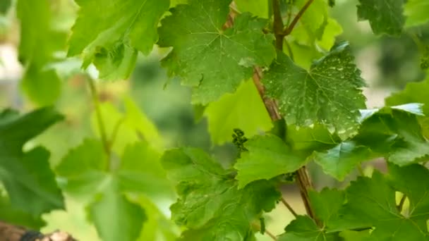Druiven Bloeien Tuin Selectieve Focus Natuur — Stockvideo