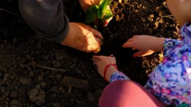 Bir kadın bahçeye fidanlar ekiyor. Seçici odaklanma. Doğa.