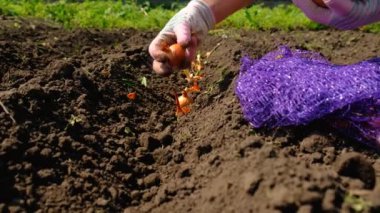 Kadın bahçeye soğan ekiyor. Seçici odaklanma. Doğa.