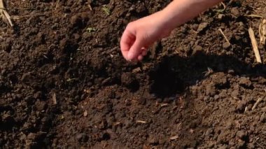 Bir kadın sebze bahçesine tohum ekiyor. Seçici odaklanma. Doğa.