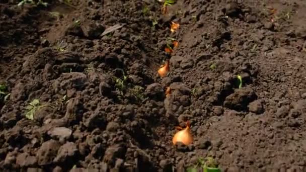 Mujer Planta Cebollas Jardín Enfoque Selectivo Naturaleza — Vídeos de Stock