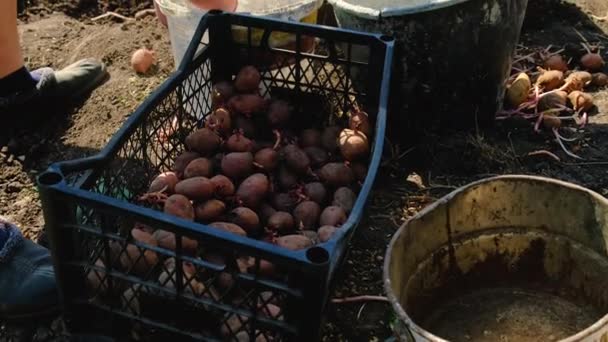 人々は庭にジャガイモを植える 選択的な焦点 フード — ストック動画