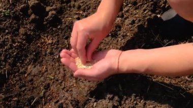 Bir kadın sebze bahçesine tohum ekiyor. Seçici odaklanma. Doğa.