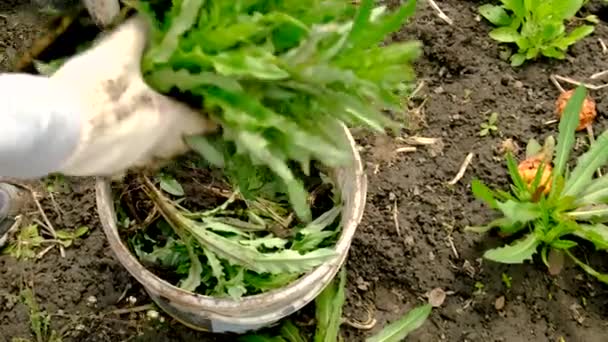 Выкапывая Семенную Траву Саду Выборочный Фокус Природа — стоковое видео