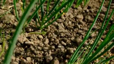 Bahçede soğan yetişiyor. Seçici odaklanma. Doğa.