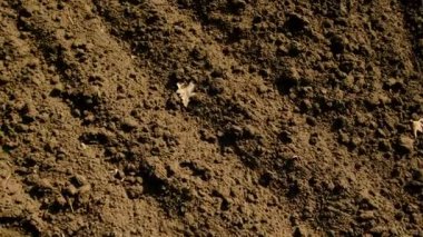 Bir traktör tarlada toprağı sürüyor. Seçici odaklanma. Doğa.