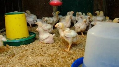 Tavuk kümesinde ızgara tavuk. Seçici odaklanma. hayvan.