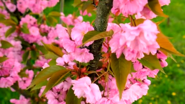 Drzewo Sakura Kwitnie Wiosną Wybiórcze Skupienie Kwiaty — Wideo stockowe