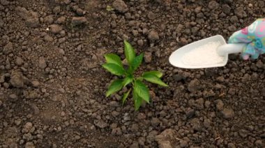 Bahçedeki fideleri gübreyle gübrelemek. Seçici odaklanma. Doğa.