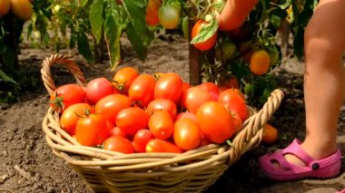 Bahçedeki bir çocuk domates topluyor. Seçici odaklanma. yiyecek.