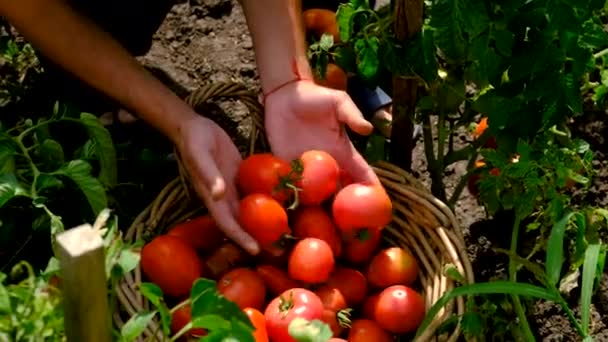 Homme Agriculteur Récolte Des Tomates Dans Jardin Concentration Sélective Produits — Video