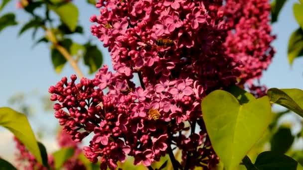 Lilas Fleurit Dans Jardin Concentration Sélective Nature — Video