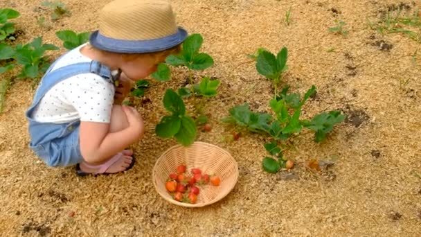 Niño Recoge Fresas Jardín Enfoque Selectivo Alimentos — Vídeo de stock