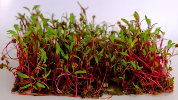 Microgreens Isolate White Background Selective Focus Food — Stock Video