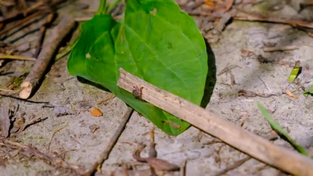 Tique Dans Parc Sur Herbe Concentration Sélective Nature — Video