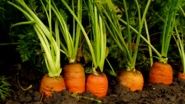 Carottes Poussant Dans Jardin Concentration Sélective Produits Alimentaires — Video