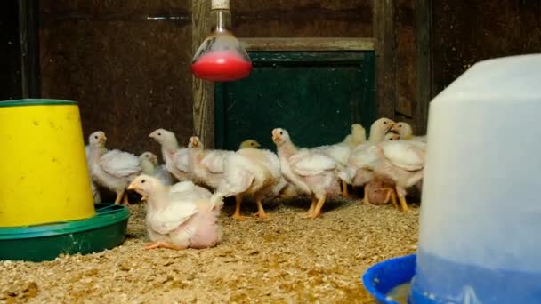 닭장에 브로일러 선택적인 동물성 — 비디오