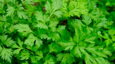 Bahçede yeşiller yetişir. Seçici odaklanma. Yiyecek..