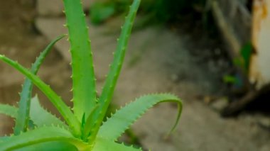 Aloe Vera saksıda büyüyor. Seçici odaklanma. Doğa.