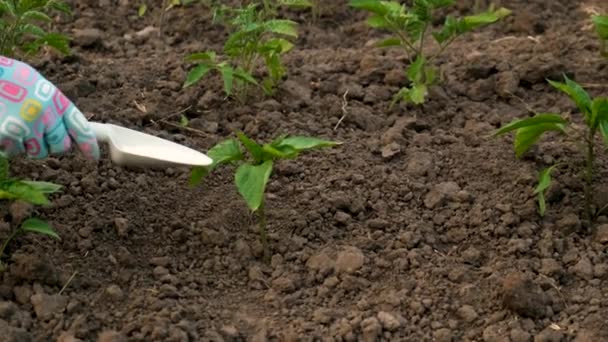 Fertilizando Plántulas Jardín Con Salitre Enfoque Selectivo Naturaleza — Vídeos de Stock