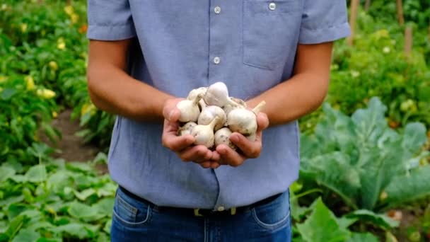 Agriculteur Récolte Ail Dans Son Jardin Concentration Sélective Les Gens — Video