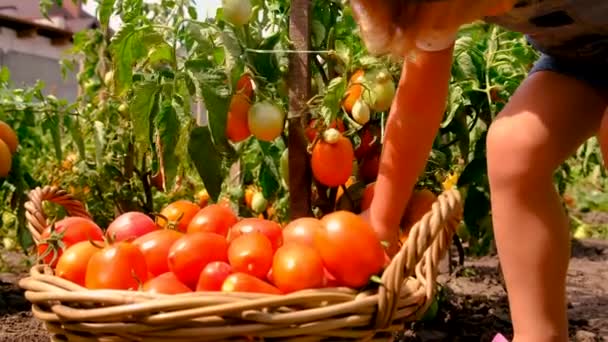 Child Garden Harvests Tomatoes Selective Focus Food — Stock Video