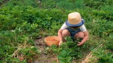 Bir çocuk bahçede çilek topluyor. Seçici odaklanma. yiyecek.