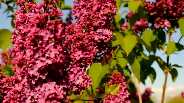 Lilas Fleurit Dans Jardin Concentration Sélective Nature — Video
