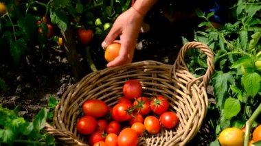 Çiftçi bir adam bahçede domates topluyor. Seçici odaklanma. Yiyecek..