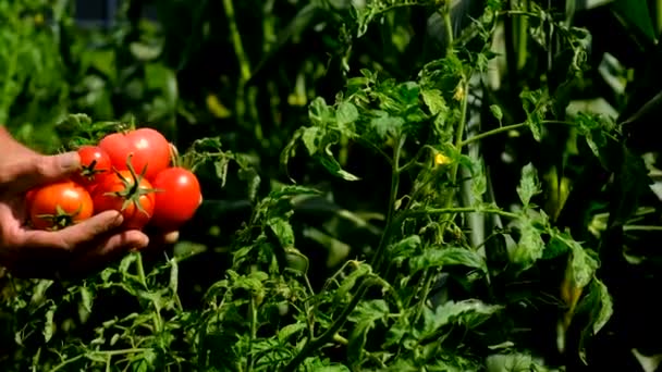 Ένας Αγρότης Μαζεύει Ντομάτες Στον Κήπο Επιλεκτική Εστίαση Τρόφιμα — Αρχείο Βίντεο