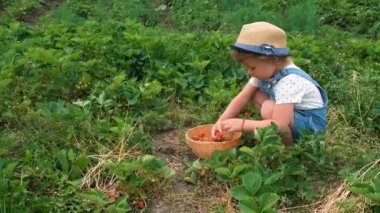 Bir çocuk bahçede çilek topluyor. Seçici odaklanma. yiyecek.