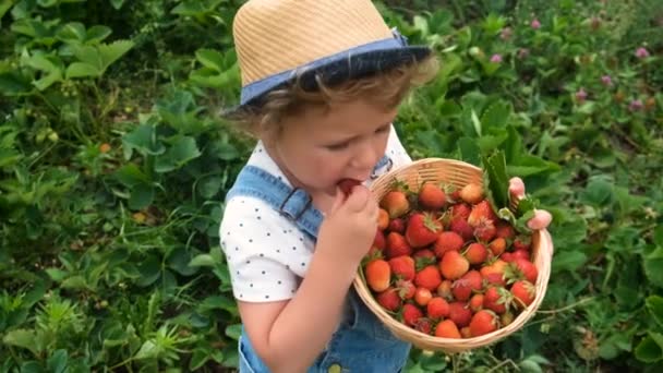 Niño Recoge Fresas Jardín Enfoque Selectivo Alimentos — Vídeos de Stock